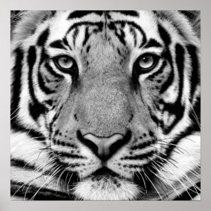 Poster de Perfil do Tigre