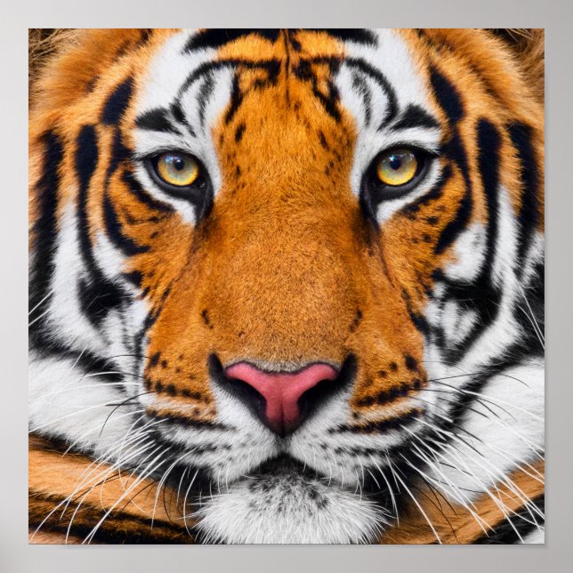 Poster de Perfil do Tigre (Frente)