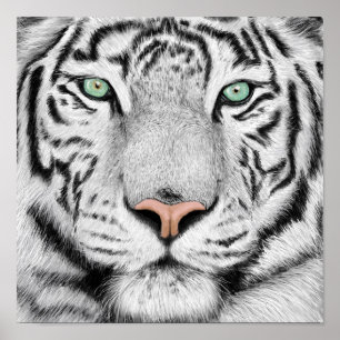 Poster de Perfil do Tigre