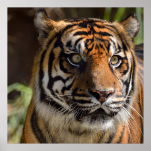 Poster de Perfil do Tigre