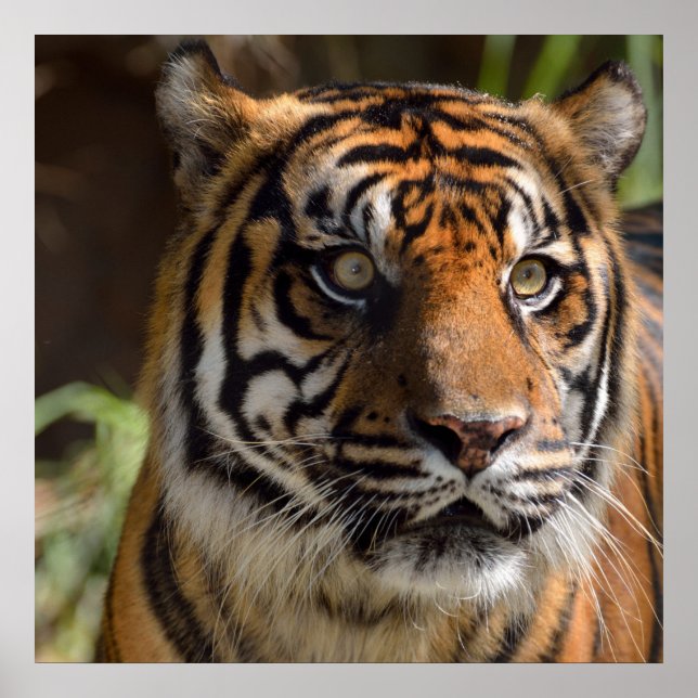 Poster de Perfil do Tigre (Frente)