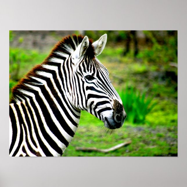 Poster de perfil Zebra (Frente)