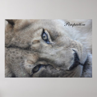 Poster de Perspectiva do Leão