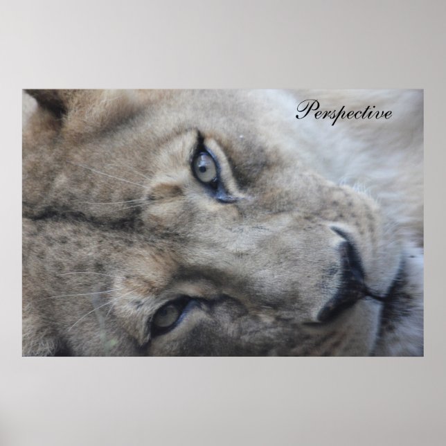 Poster de Perspectiva do Leão (Frente)