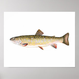 Poster de pesca - Peixe fêmea com truta de peixe