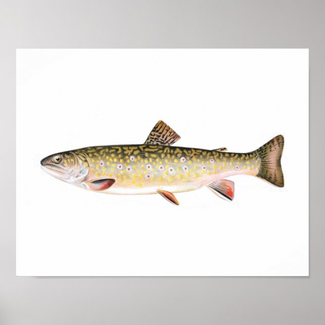 Poster de pesca - Peixe fêmea com truta de peixe (Frente)