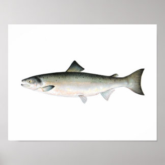 Poster de Pesca - Peixes de Salmão do Atlântico