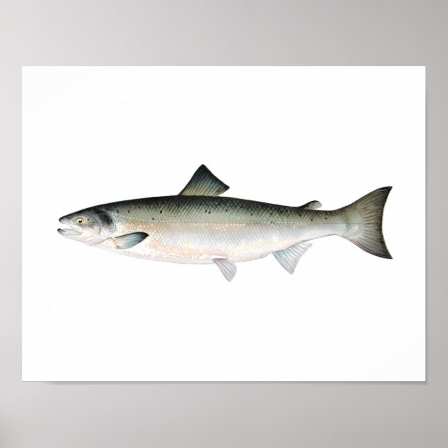 Poster de Pesca - Peixes de Salmão do Atlântico (Frente)