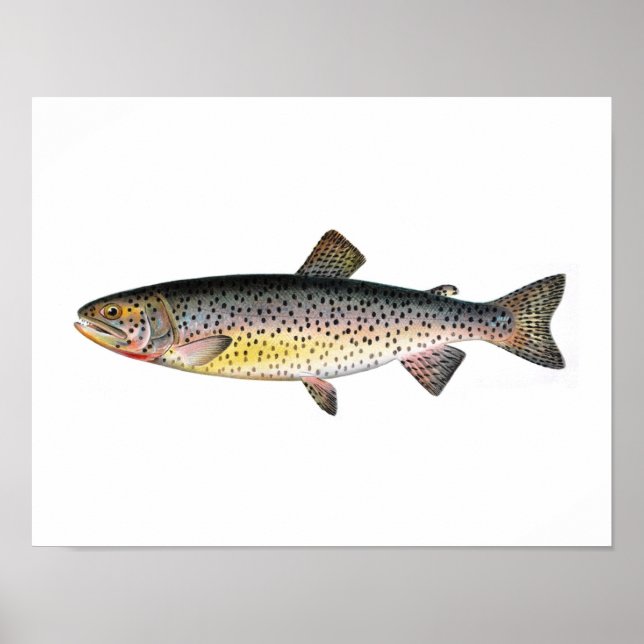 Poster de pesca - Peixes de truta Tahoe (Frente)