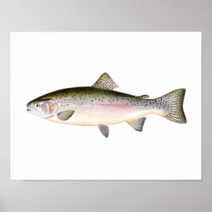 Poster de pesca - Peixes de trutas arco-íris