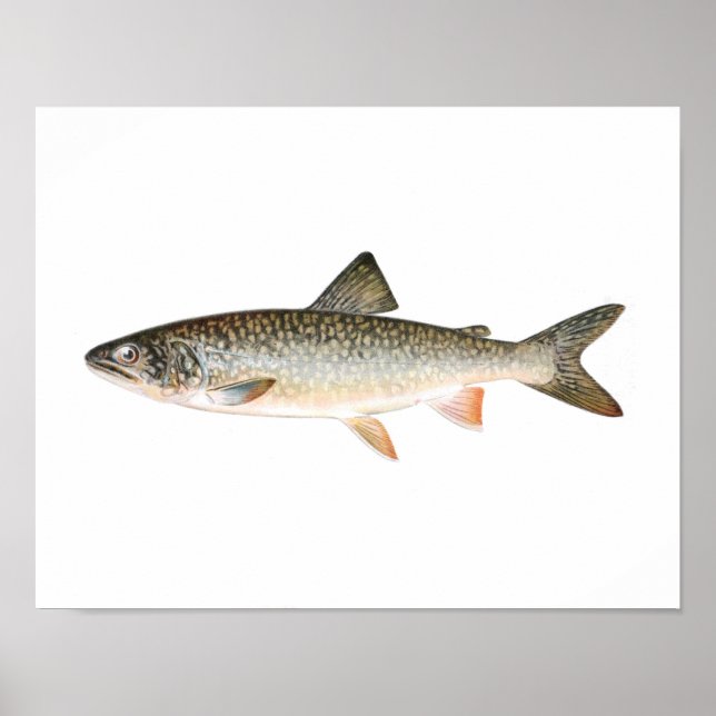 Poster de pesca - Peixes de trutas de lago (Frente)