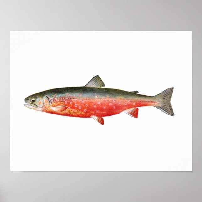 Poster de pesca - Peixes de trutas solares (Frente)