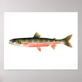 Poster de pesca - Peixes do Canadá com truta verme