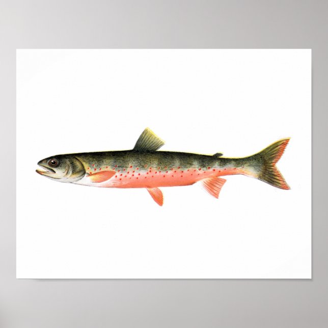Poster de pesca - Peixes do Canadá com truta verme (Frente)