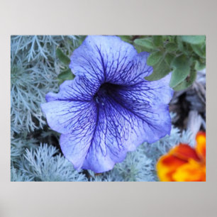 Poster de Petunia roxa