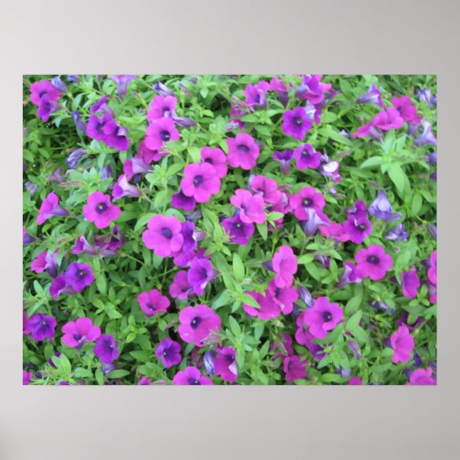 Poster de Petunias Roxo (Frente)