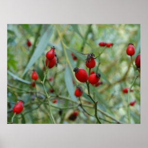 Poster de Phto do outono do quadril cor-de-rosa