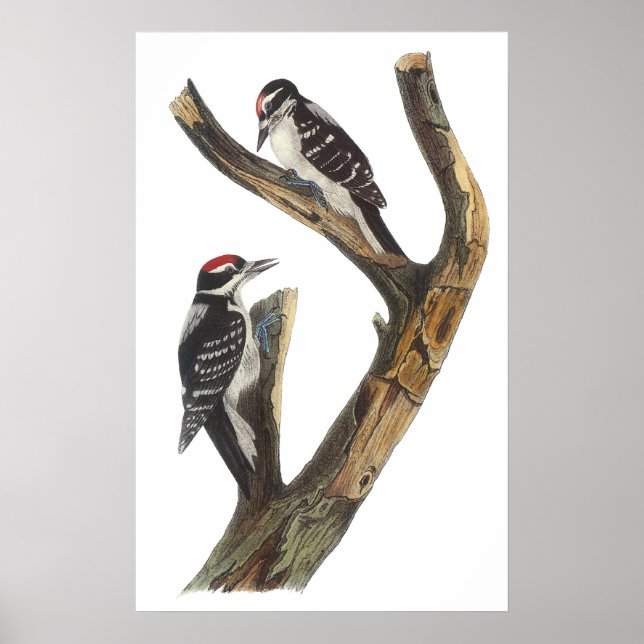 Poster de Pica-Pica-Pau Audubon (Frente)