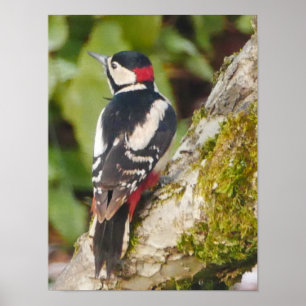 Poster de Pica-Pica-Pau com excelente