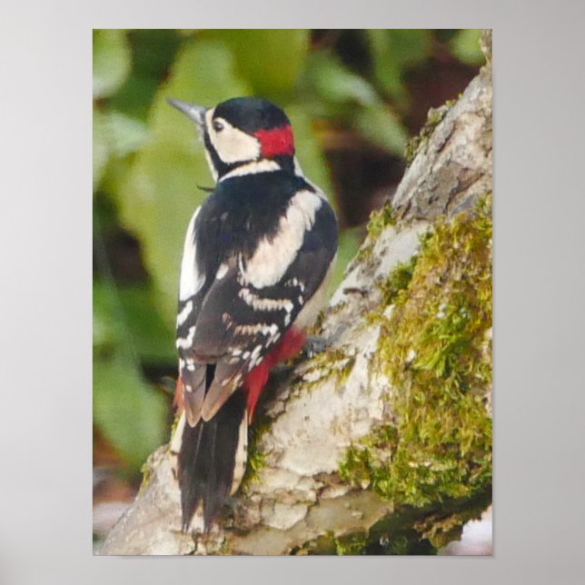 Poster de Pica-Pica-Pau com excelente (Frente)