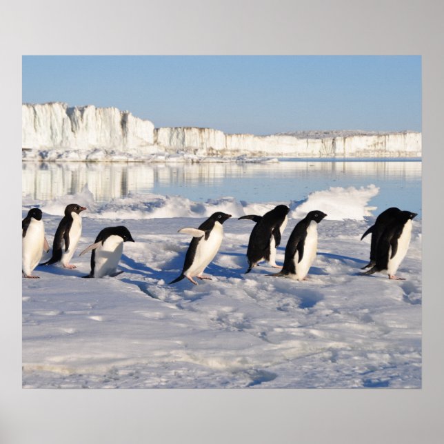 Poster de pinguins (Frente)