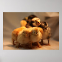 Poster de Pintinhos para bebês