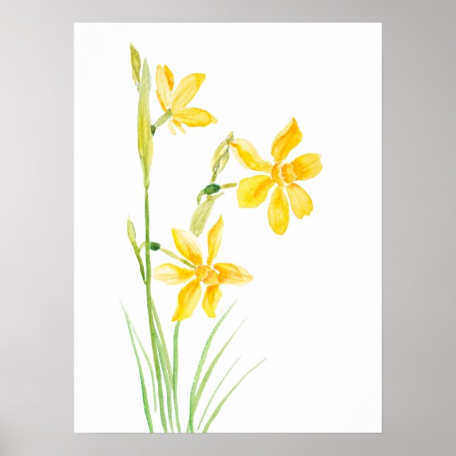 poster de pintura a aquarela narciso amarelo (Frente)