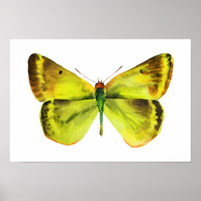 Poster de pintura de aquarela borboleta (Frente)