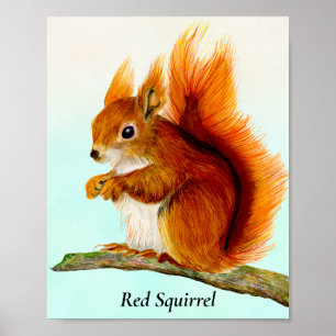 Poster de pintura de aquarela de esquilo vermelho