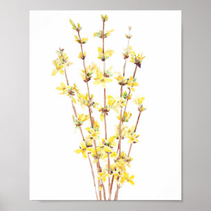 poster de pintura de aquarela forsythia amarela