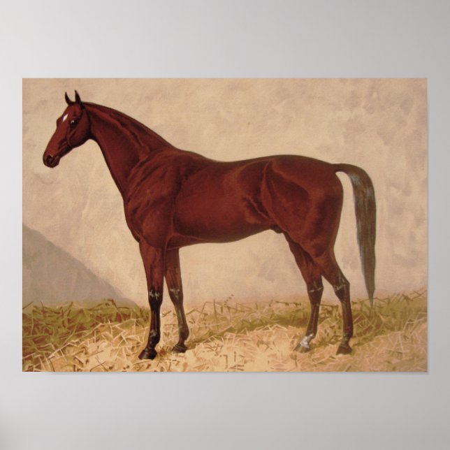 Poster de pintura do cavalo árabe (Frente)