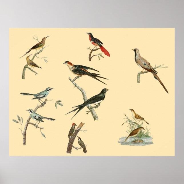Poster de pinturas de pássaros de Johann Lebrecht  (Frente)