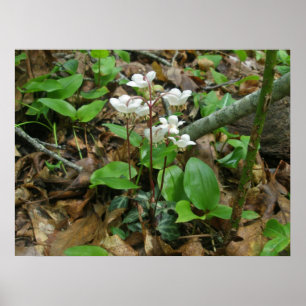 Poster de Pipsissewa (Wintegreen)
