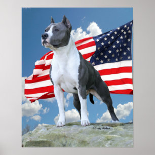 Poster de Pit Bull (American Staffordshire Terrier