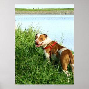 Poster de Pitbull