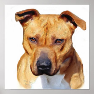 Poster de Pitbull