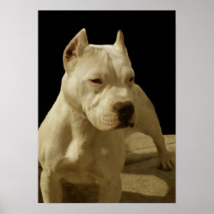 Poster de pitbull branco