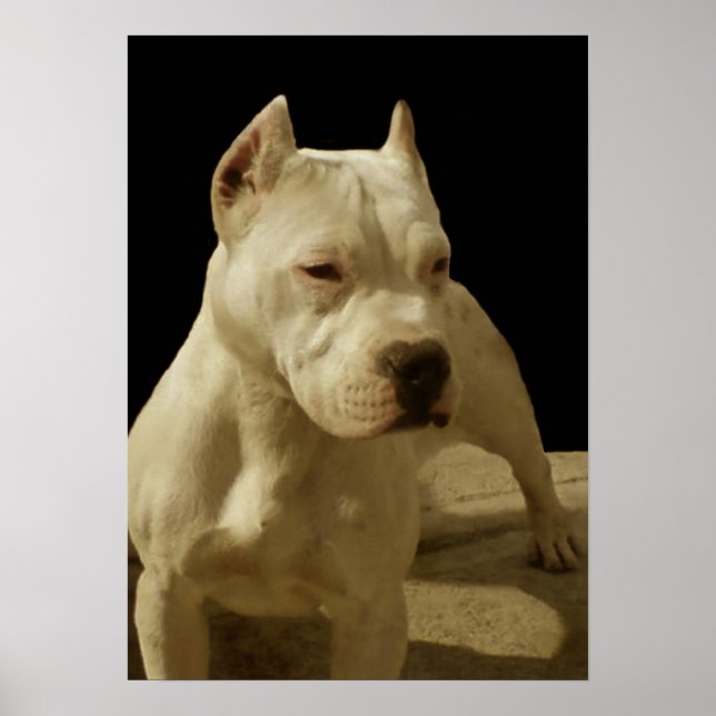 Poster de pitbull branco (Frente)