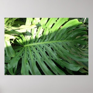 Poster de Planta de Elefante