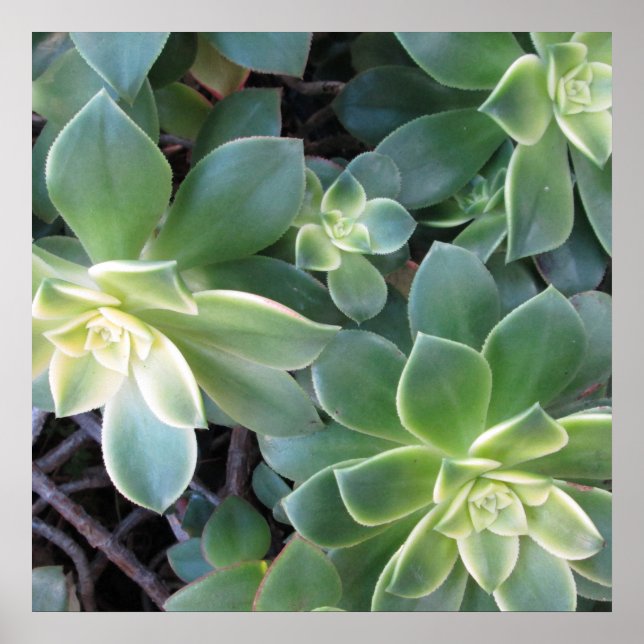 POSTER DE PLANTAS VERDE (Frente)