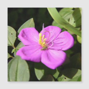 Pôster de Plumeria Havaiana Rosa em Tela Falsa A