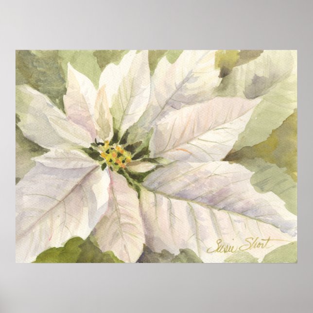 Poster de Poinsettia Branca (Frente)