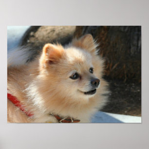 Poster de Pomeranian