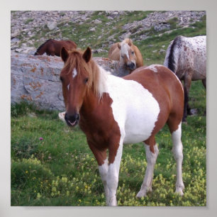 Poster de pônei índio