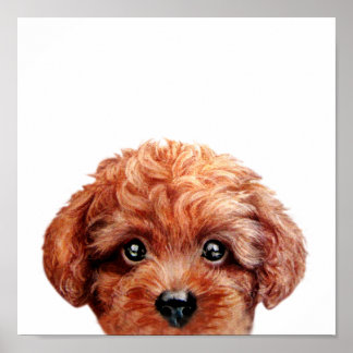 Poster de poodle de brinquedo