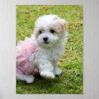Poster de Poodle Maltês