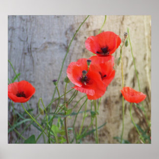Poster de Poppies de Milho Vermelho