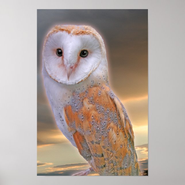 Poster de Poster de Barn Owl (Frente)