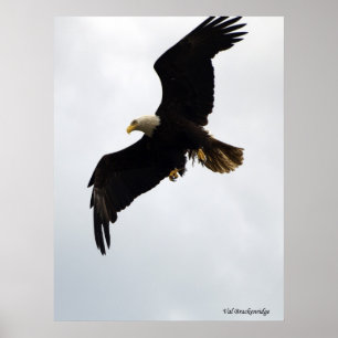 Pôster De "poster Eagle em vôo"
