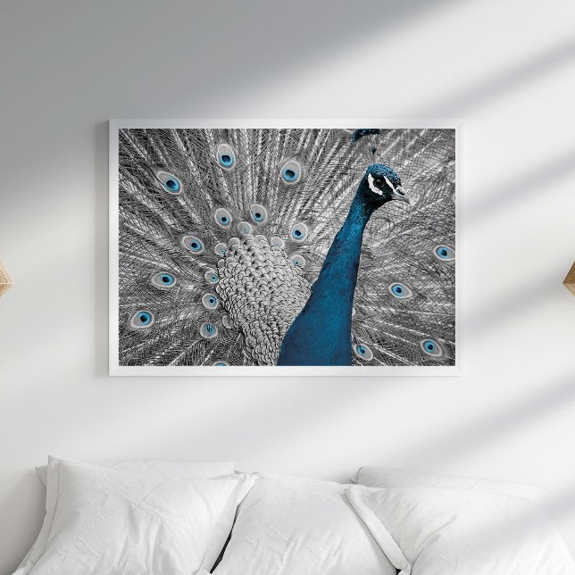 Poster de Prata e Turquesa Peacock (Silver and Turquoise Peacock Poster in a white bedroom with pillows.)